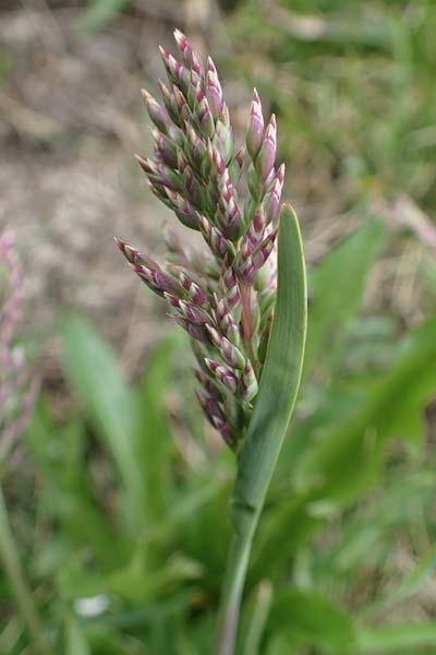 Poa alpina \ Alpen-Rispengras / Alpine Meadow Grass, A Wölzer Tauern, Hoher Zinken 26.6.2021