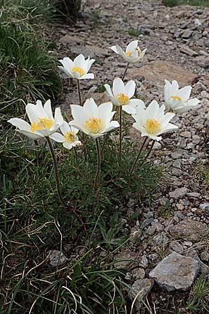 Pulsatilla alpina subsp. austriaca \ sterreicher Alpen-Kuhschelle / Austrian Alpine Pasque-Flower, A Wölzer Tauern, Hoher Zinken 26.6.2021