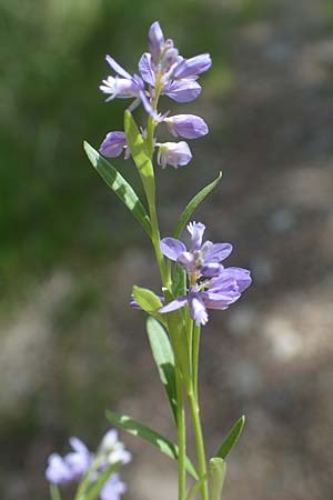 Polygala amarella \ Sumpf-Kreuzblume, Sumpf-Kreuzblmchen, A Kraubath (Mur) 27.6.2021