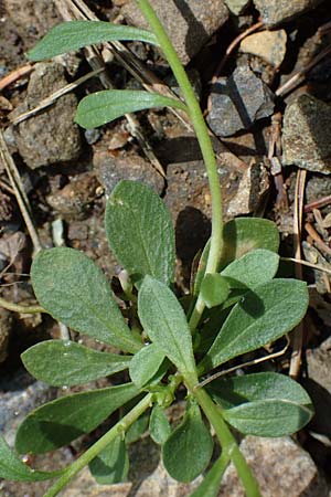 Polygala amarella \ Sumpf-Kreuzblume, Sumpf-Kreuzblmchen, A Kraubath (Mur) 27.6.2021