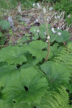 Petasites albus \ Weie Pestwurz / White Butterbur, A Gaal 27.6.2021