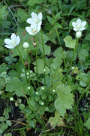 Parnassia palustris \ Sumpf-Herzblatt, Studentenrschen / Grass of Parnassus, A Pusterwald 29.7.2021