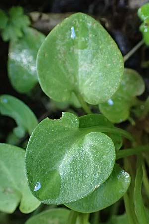 Parnassia palustris \ Sumpf-Herzblatt, Studentenrschen, A Pusterwald 29.7.2021