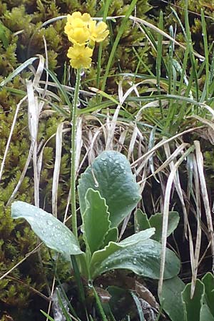 Primula auricula / Auricula, A Türnitz 6.5.2022