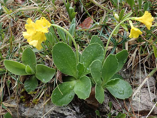 Primula auricula / Auricula, A Türnitz 6.5.2022