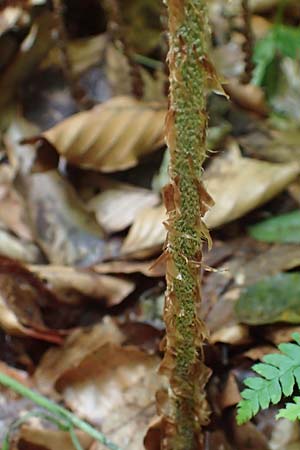 Polystichum aculeatum \ Stacheliger Schildfarn / Hard Shield Fern, A Deutschlandsberger Klause 30.6.2022