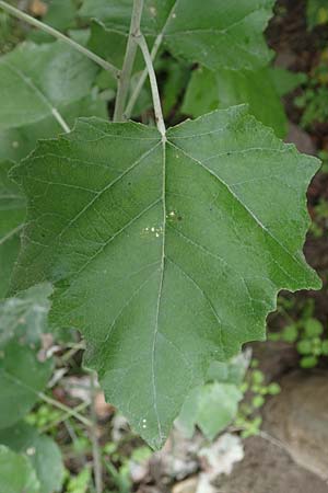 Populus alba \ Silber-Pappel / White Poplar, A Hainburg 25.9.2022