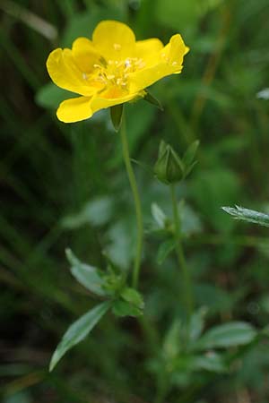 Potentilla aurea \ Gold-Fingerkraut / Golden Cinquefoil, A Kärnten/Carinthia, Koralpe 4.7.2023