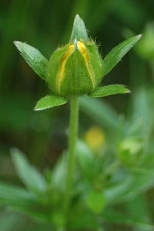 Potentilla aurea \ Gold-Fingerkraut / Golden Cinquefoil, A Kärnten/Carinthia, Koralpe 4.7.2023