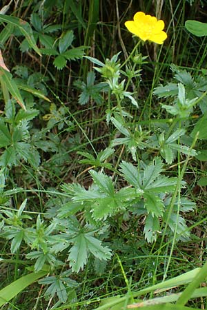 Potentilla aurea \ Gold-Fingerkraut / Golden Cinquefoil, A Kärnten/Carinthia, Koralpe 4.7.2023