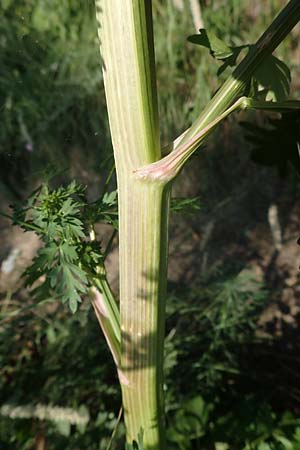 Peucedanum alsaticum \ Elssser Haarstrang / Alsatian Parsley, A Gumpoldskirchen 9.7.2023