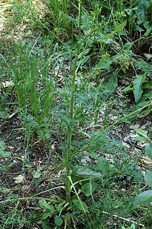 Peucedanum alsaticum \ Elssser Haarstrang / Alsatian Parsley, A Gumpoldskirchen 9.7.2023