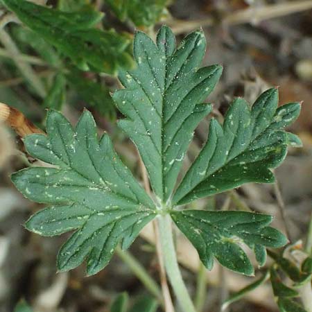 Potentilla argentea agg. \ Silber-Fingerkraut / Hoary Cinquefoil, A Seewinkel, Podersdorf 11.7.2023