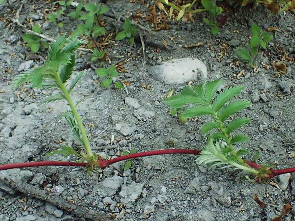 Potentilla anserina \ Gnse-Fingerkraut / Silverweed, A St. Andrä 12.7.2023