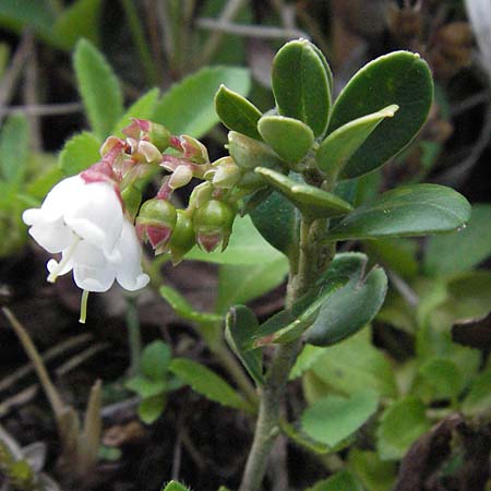 Vaccinium vitis-idaea \ Preiselbeere / Cowberry, Lingonberry, A Imst 10.6.2007