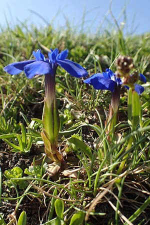 Gentiana brachyphylla / Small-Leaved Gentian, A Nockberge, Eisentaler Höhe 10.7.2019