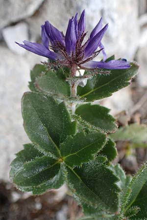 Paederota bonarota \ Blaues Mnderle, Dolomiten-Ehrenpreis / Dolomites Veronica, A Osttirol, Porze 13.7.2019