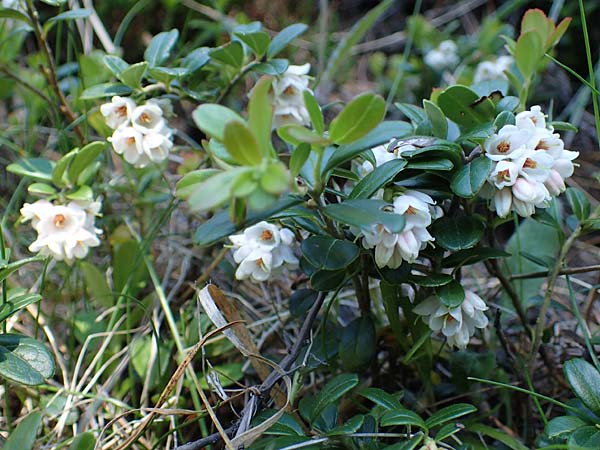 Vaccinium vitis-idaea / Cowberry, Lingonberry, A Seetaler Alpen, Zirbitzkogel 28.6.2021