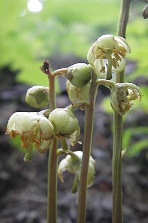 Pyrola chlorantha / Green Pyrola, A St. Lorenzen 1.7.2010