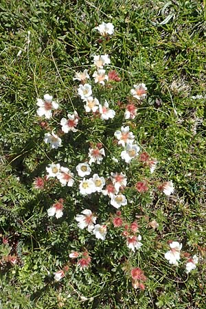 Potentilla clusiana \ Ostalpen-Fingerkraut / Clusius Cinquefoil, A Kärnten/Carinthia, Petzen 8.8.2016