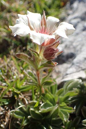 Potentilla clusiana \ Ostalpen-Fingerkraut / Clusius Cinquefoil, A Kärnten/Carinthia, Petzen 8.8.2016