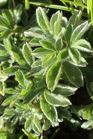 Potentilla clusiana \ Ostalpen-Fingerkraut / Clusius Cinquefoil, A Kärnten/Carinthia, Petzen 8.8.2016