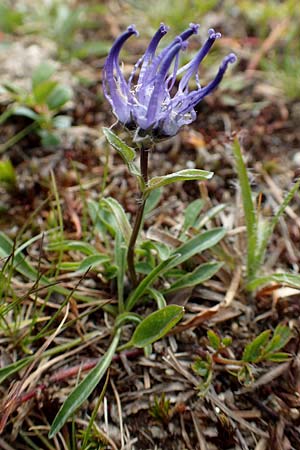 Phyteuma confusum / Confused Rampion, A Carinthia, Koralpe 9.8.2016