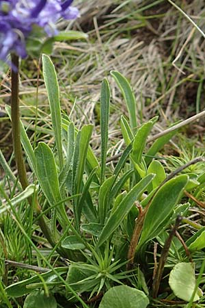 Phyteuma confusum \ Zungenblttrige Teufelskralle, Zungenblttrige Rapunzel, A Kärnten, Koralpe 9.8.2016