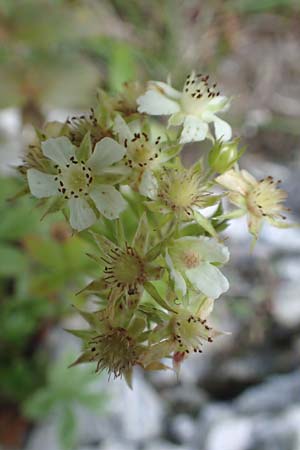 Potentilla caulescens \ Kalkfelsen-Fingerkraut, Vielstngeliges Fingerkraut /  Cinquefoil, A Kärnten/Carinthia, Tscheppa - Schlucht / Gorge 20.8.2016