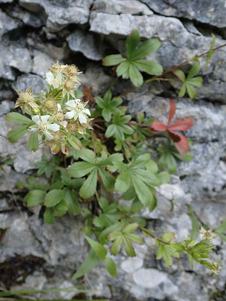 Potentilla caulescens \ Kalkfelsen-Fingerkraut, Vielstngeliges Fingerkraut, A Kärnten, Tscheppa - Schlucht 20.8.2016