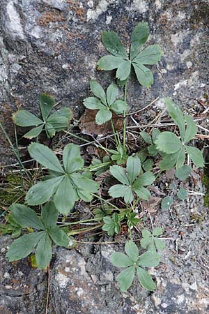 Potentilla caulescens \ Kalkfelsen-Fingerkraut, Vielstngeliges Fingerkraut /  Cinquefoil, A Kärnten/Carinthia, Tscheppa - Schlucht / Gorge 20.8.2016