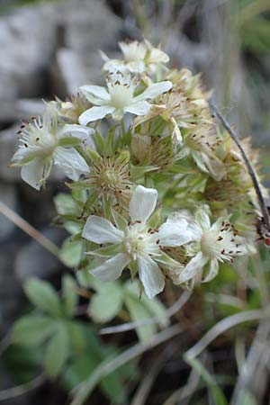 Potentilla caulescens \ Kalkfelsen-Fingerkraut, Vielstngeliges Fingerkraut, A Kärnten, Tscheppa - Schlucht 20.8.2016