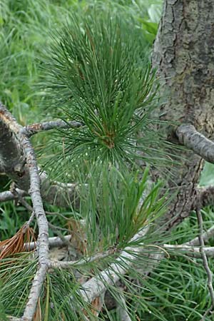 Pinus cembra \ Zirbel-Kiefer, Arve, A Pusterwald, Eiskar 1.7.2019