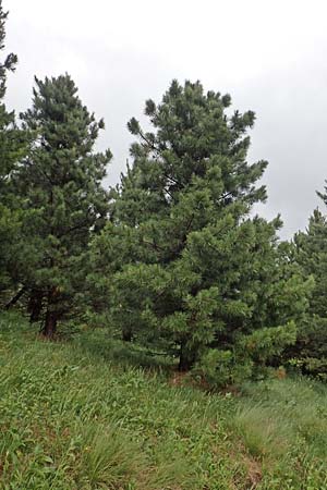 Pinus cembra \ Zirbel-Kiefer, Arve / Arolla Pine, Swiss Stone Pine, A Pusterwald, Eiskar 1.7.2019