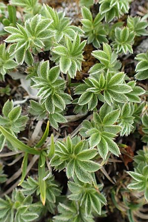 Potentilla clusiana \ Ostalpen-Fingerkraut / Clusius Cinquefoil, A Trenchtling 3.7.2019