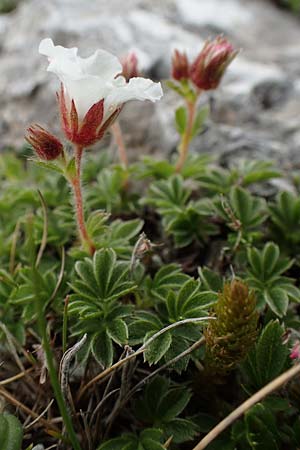 Potentilla clusiana \ Ostalpen-Fingerkraut / Clusius Cinquefoil, A Trenchtling 3.7.2019