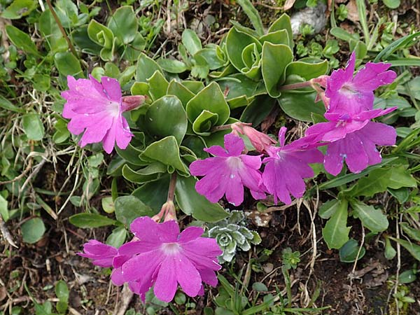 Primula clusiana / Clusius' Primrose, A Schneealpe 30.6.2020