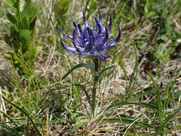 Phyteuma confusum \ Zungenblttrige Teufelskralle, Zungenblttrige Rapunzel, A Seetaler Alpen, Zirbitzkogel 28.6.2021