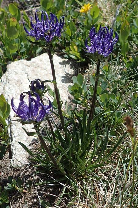 Phyteuma confusum \ Zungenblttrige Teufelskralle, Zungenblttrige Rapunzel, A Seetaler Alpen, Zirbitzkogel 28.6.2021