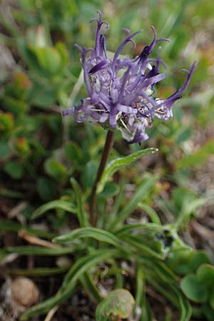 Phyteuma confusum \ Zungenblttrige Teufelskralle, Zungenblttrige Rapunzel, A Seckauer Tauern, Rosenkogel 30.6.2021