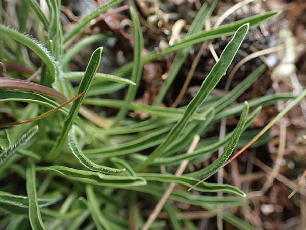 Phyteuma confusum \ Zungenblttrige Teufelskralle, Zungenblttrige Rapunzel, A Seckauer Tauern, Rosenkogel 30.6.2021