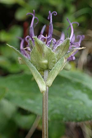 Phyteuma confusum \ Zungenblttrige Teufelskralle, Zungenblttrige Rapunzel, A Seckauer Tauern, Brandstätter Törl 1.7.2021