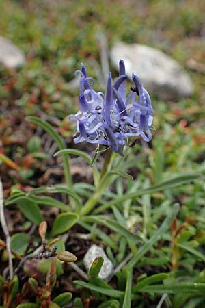 Phyteuma confusum / Confused Rampion, A Niedere Tauern, Sölk-Pass 26.7.2021