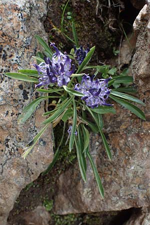 Phyteuma confusum \ Zungenblttrige Teufelskralle, Zungenblttrige Rapunzel, A Niedere Tauern, Sölk-Pass 26.7.2021