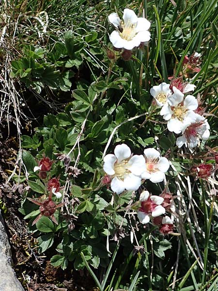 Potentilla clusiana \ Ostalpen-Fingerkraut / Clusius Cinquefoil, A Eisenerzer Reichenstein 28.7.2021