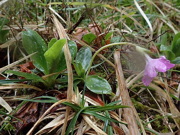 Primula clusiana \ Clusius' Primel / Clusius' Primrose, A Türnitz 6.5.2022