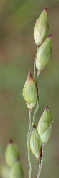 Panicum miliaceum subsp. ruderale / Blackseeded Proso Millet, Broomcorn Millet, A Seewinkel, Wallern 27.9.2022