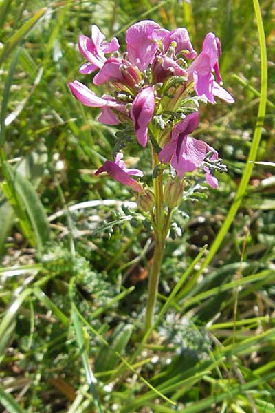 Pedicularis rostratocapitata / Beaked Lousewort, A Dachstein 20.7.2010