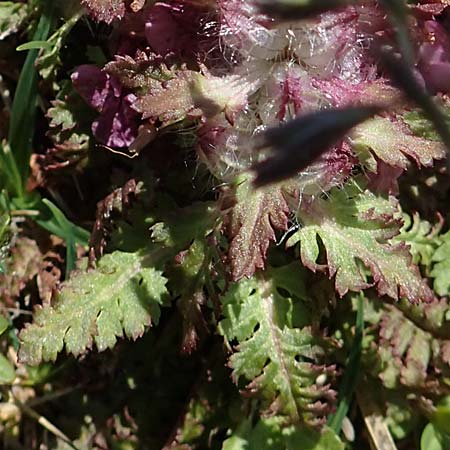 Pedicularis verticillata \ Quirlblttriges Lusekraut / Verticillate Lousewort, A Nockberge, Eisentaler Höhe 10.7.2019