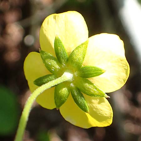 Potentilla erecta / Tormentil, A Tauplitz-Alm 5.7.2020